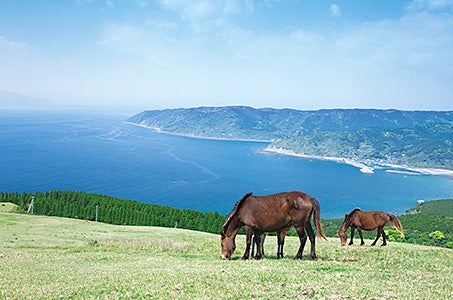 日本一の高級ブランド牛宮崎牛を食す 南九州5つの絶景めぐり4日間 都城市×阪急交通社共同企画!1